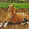 Blonde Horse Foal Diamond Paintings