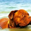 Brown Dog Swimming Diamond Paintings