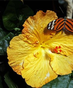 Butterfly On Orange Hibiscus Diamond Paintings