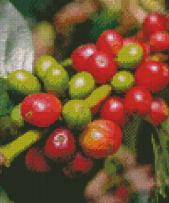 Close Up Coffee Plant Diamond Paintings