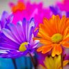 Close Up Colorful Daisy Diamond Painting