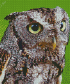 Close Up Screech Owl Diamond Paintings