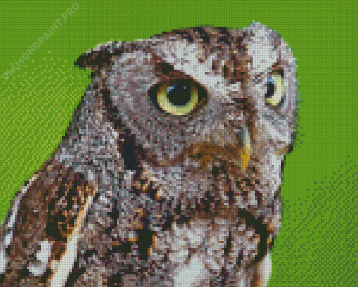 Close Up Screech Owl Diamond Paintings