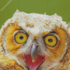 Creepy Fierce Owl Diamond Painting