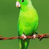 Green Parrotlet Bird Diamond Painting