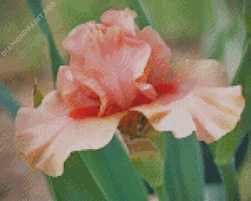 Pale Pink Iris Flower Diamond Paintings