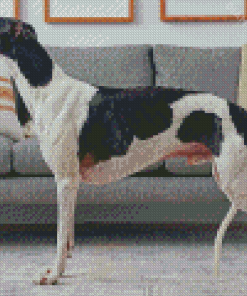 Aesthetic Greyhound Dog Diamond Painting