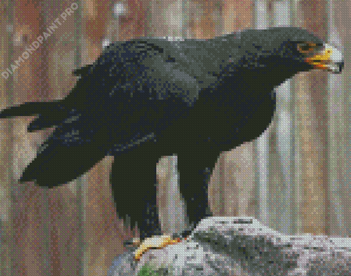 African Black Eagle Bird Diamond Painting