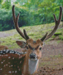 Close Up Axis Deer Animal Diamond Painting
