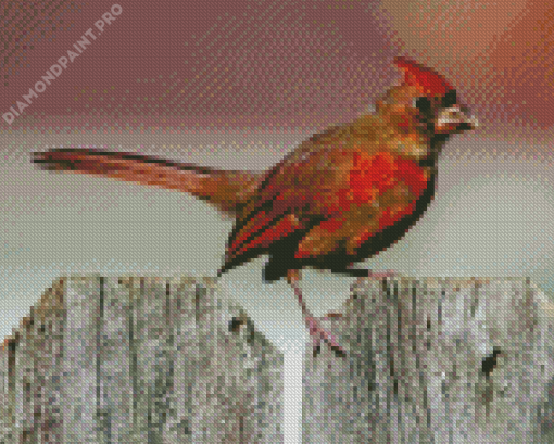 Aesthetic Juvenile Cardinal Bird Diamond Painting