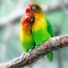 Aesthetic Parrot Love Bird Diamond Painting