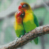 Aesthetic Parrot Love Bird Diamond Painting