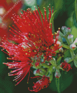Aesthetic Pohutukawa Flower Diamond Painting