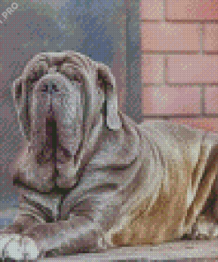 Aesthetic Neapolitan Mastiff Dog Diamond Painting