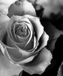Aesthetic Rose Black And White Flower Diamond Painting