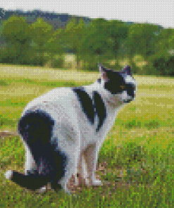 Black And White Cat In Field Diamond Painting