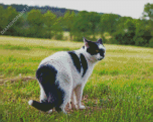 Black And White Cat In Field Diamond Painting