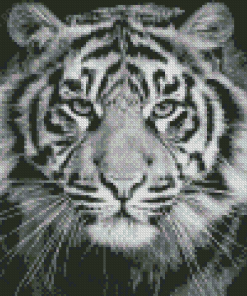 Black And White Tiger Look Diamond Painting
