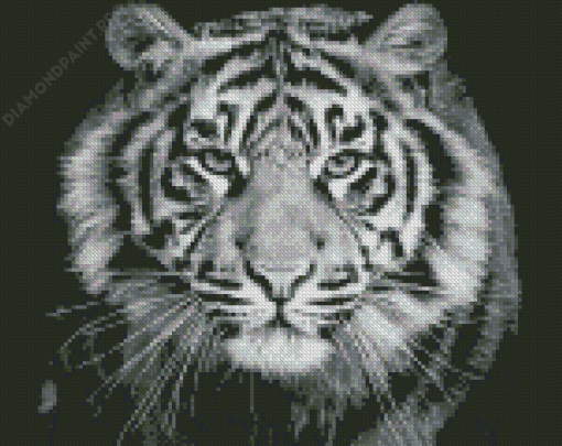 Black And White Tiger Look Diamond Painting