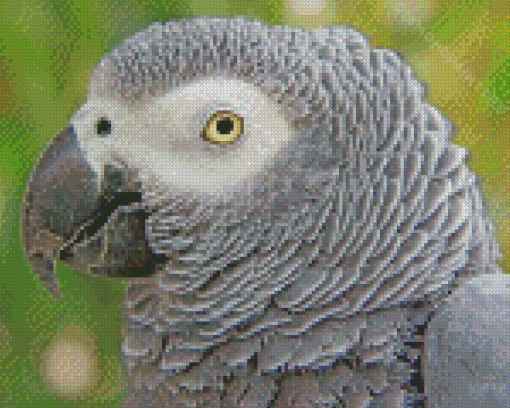 African Parrot Head Diamond Painting