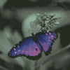 Black And Purple Butterfly With Flower Diamond Painting