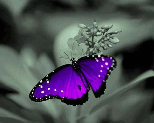 Black And Purple Butterfly With Flower Diamond Painting