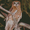 Boobook Owl Diamond Painting
