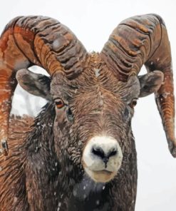 Wild Bighorn Sheep In Snow Diamond Painting
