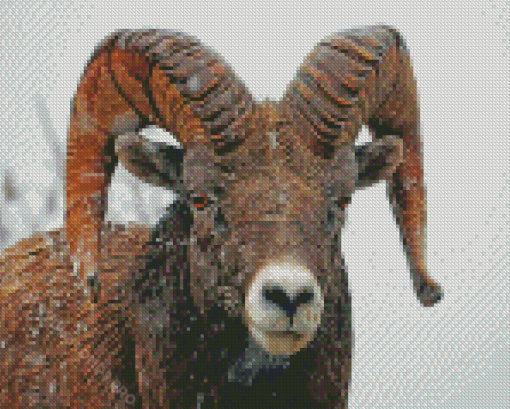 Wild Bighorn Sheep In Snow Diamond Painting