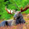 Aesthetic Moose Wildlife Diamond Painting