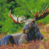 Aesthetic Moose Wildlife Diamond Painting