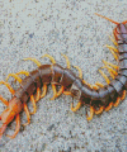 Centipede Animal Diamond Painting