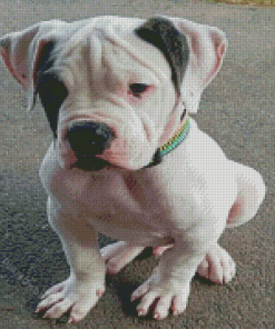 American Bulldog Puppy Diamond Painting
