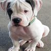 American Bulldog Puppy Diamond Painting