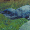 Australian Fairy Penguin In Water Diamond Painting