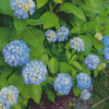 Blue Hydrangea Flowering Plant Diamond Painting