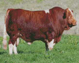 Brown Swiss Simmental Cattle Diamond Painting