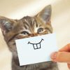Cute Little Happy Cat Diamond Painting