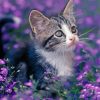 Kitten With Purple Flowers Diamond Painting