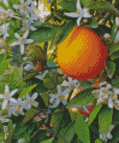 Orange Blossom Flower Diamond Painting