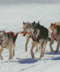 Siberian Huskies Sled Dogs Diamond Painting