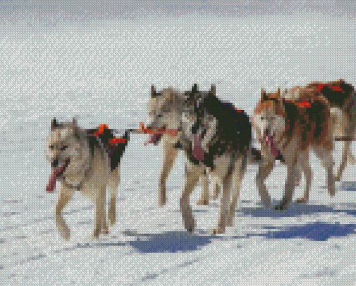 Siberian Huskies Sled Dogs Diamond Painting