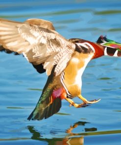 Wood Duck Landing On Water Diamond Painting
