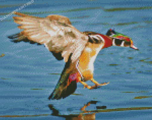 Wood Duck Landing On Water Diamond Painting