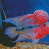 Aesthetic Flowerhorn Fish Diamond Painting