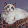 Aesthetic Ragdoll Cat Diamond Painting