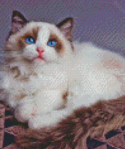 Aesthetic Ragdoll Cat Diamond Painting