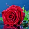 Cool Rose Water Diamond Painting