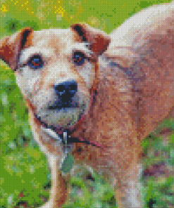 Cute Patterdale Terrier Diamond Painting