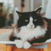 Fluffy Cat On Chair Diamond Painting